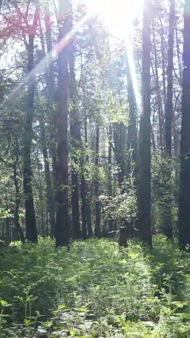 Verticale video van groen bos overdag — Stockvideo