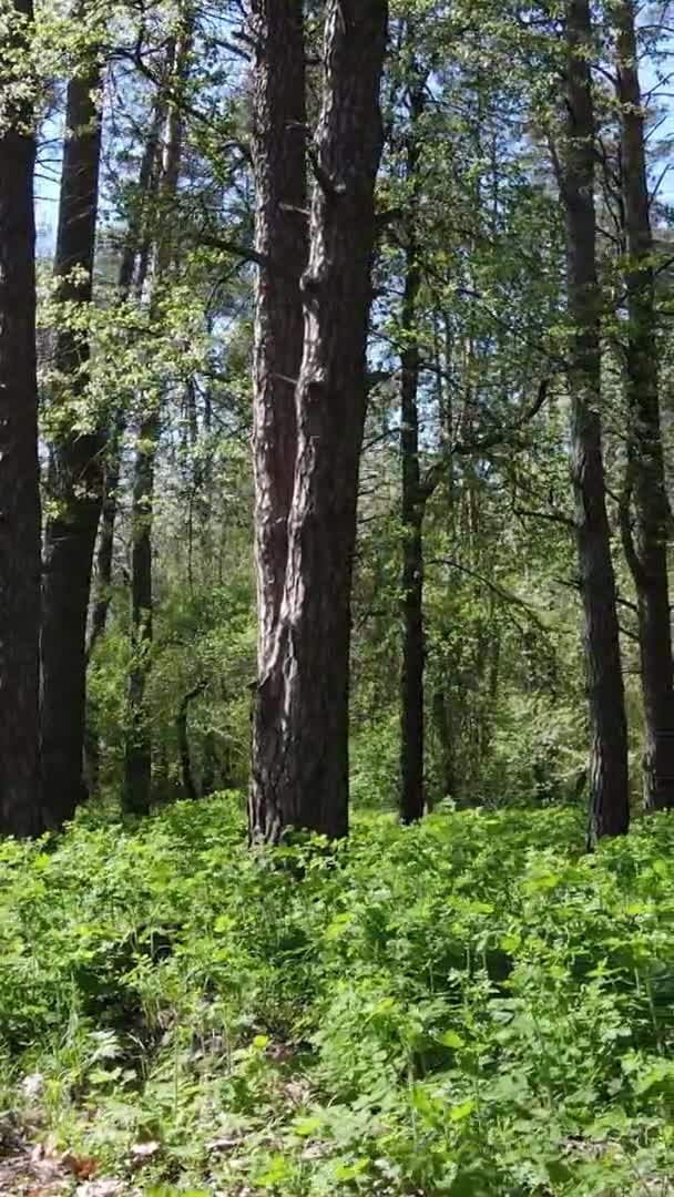 Vídeo vertical del bosque verde durante el día — Vídeos de Stock