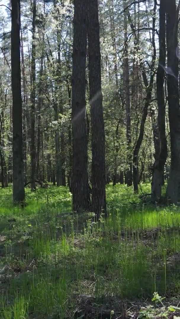 Vídeo vertical de floresta verde durante o dia — Vídeo de Stock