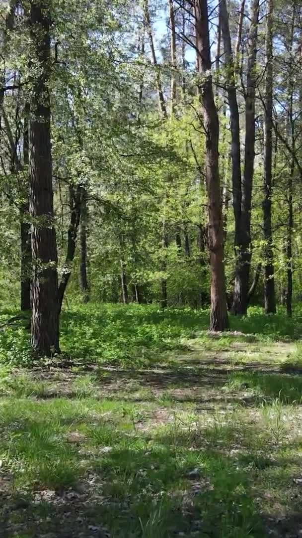 Vertikales Video von grünem Wald während des Tages — Stockvideo