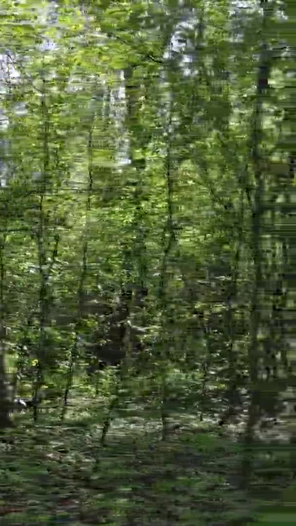 Κάθετη βίντεο του πράσινου δάσους κατά τη διάρκεια της ημέρας — Αρχείο Βίντεο