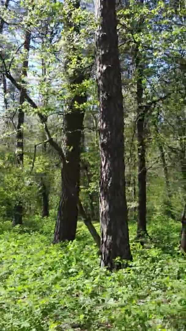 Vídeo vertical del bosque verde durante el día — Vídeos de Stock