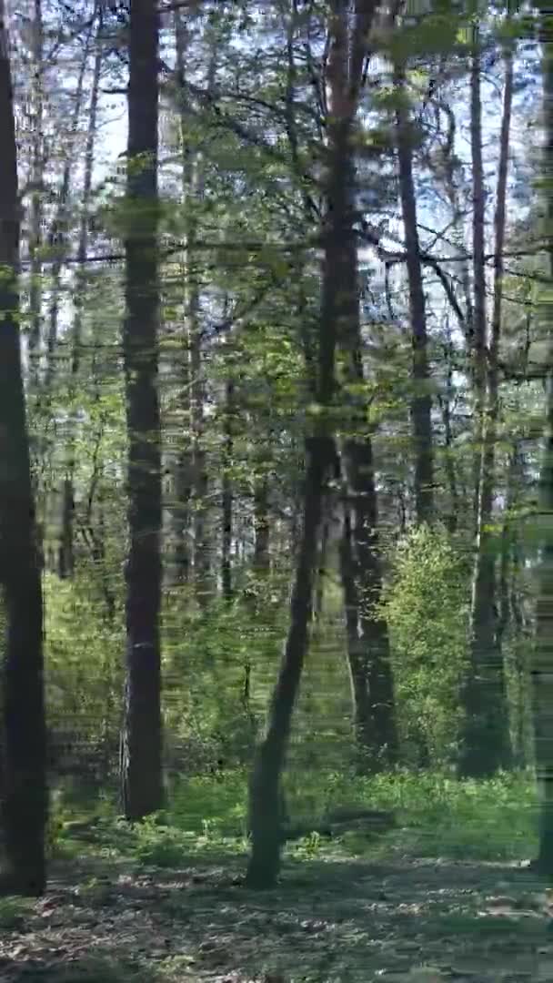 Vidéo verticale de la forêt verte pendant la journée