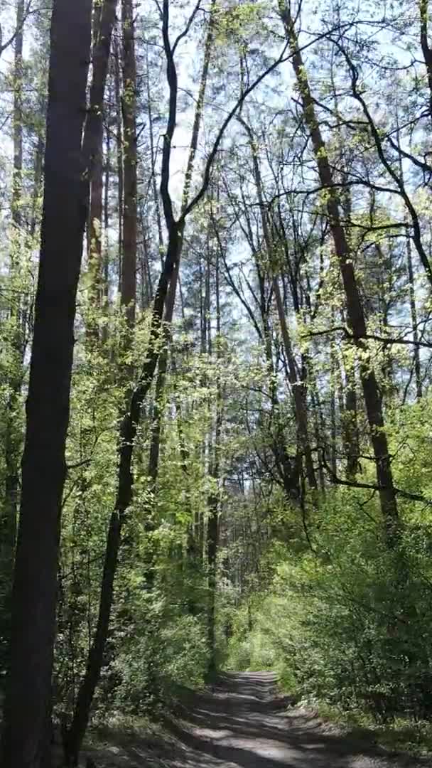 Verticale video van groen bos overdag — Stockvideo