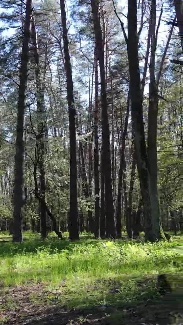 Verticale video van groen bos overdag — Stockvideo