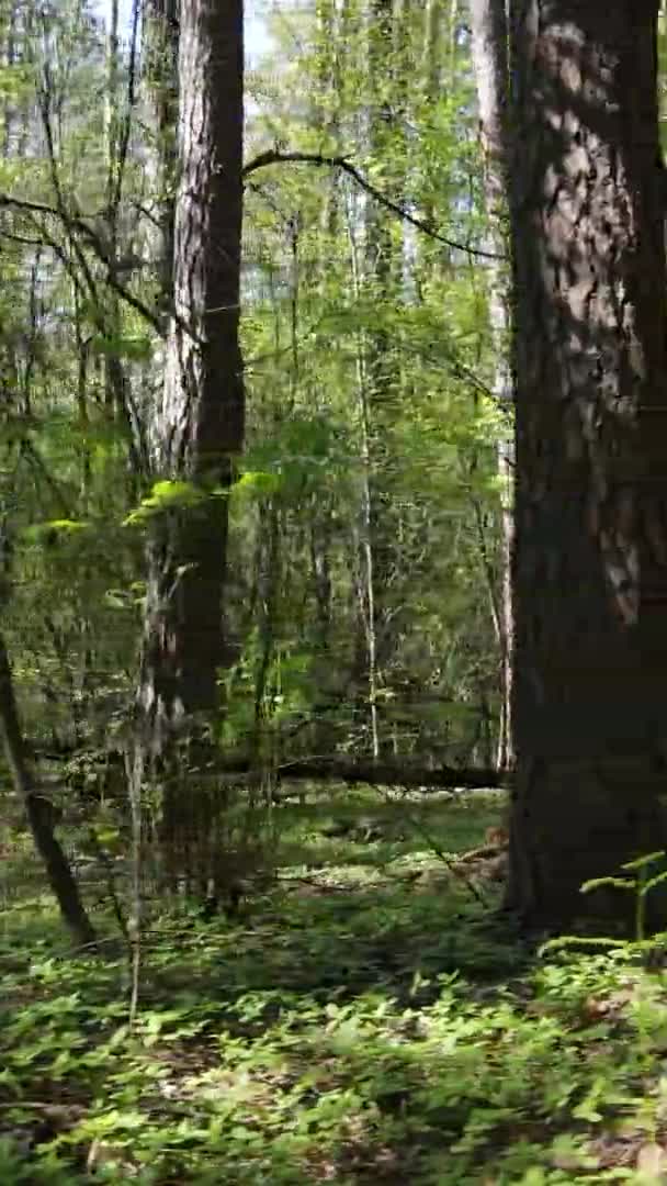 Vídeo vertical del bosque verde durante el día — Vídeos de Stock