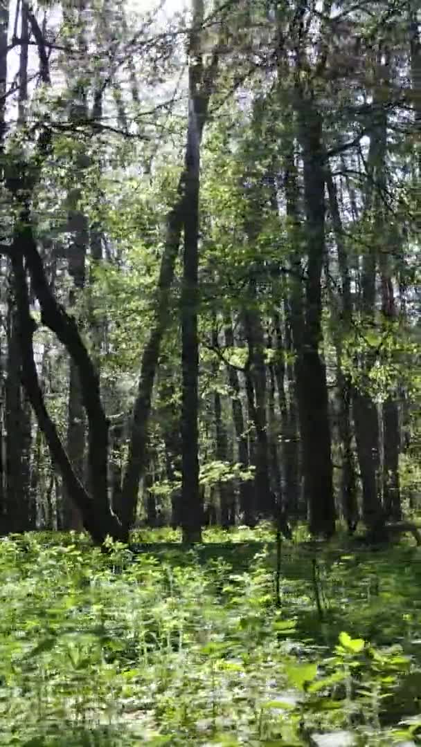 Verticale video van groen bos overdag — Stockvideo