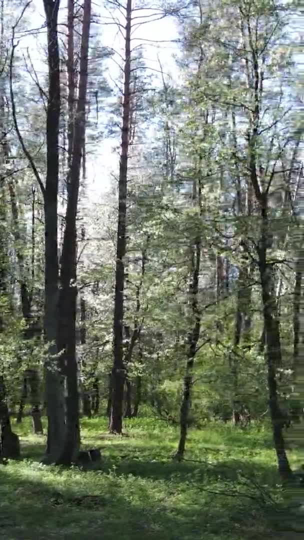 Vertikales Video von grünem Wald während des Tages — Stockvideo