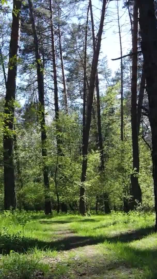 Vertikální video zeleného lesa během dne — Stock video