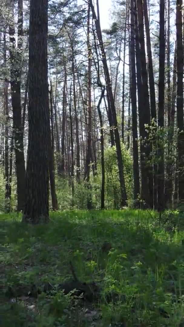 Vertikal video av grön skog under dagen — Stockvideo