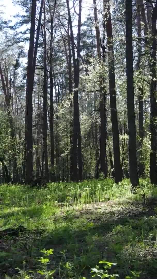 Vídeo vertical de floresta verde durante o dia — Vídeo de Stock