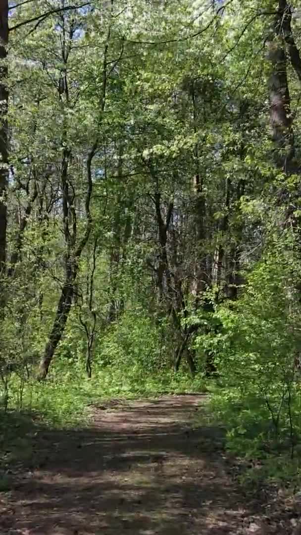 Vertikal video av grön skog under dagen — Stockvideo