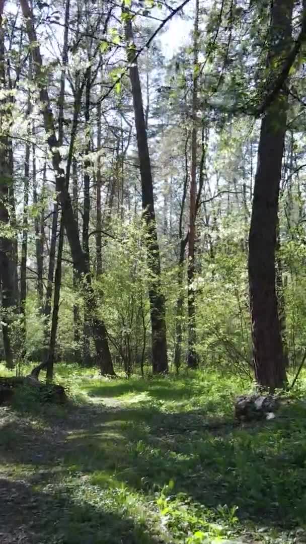 Vertikální video zeleného lesa během dne — Stock video