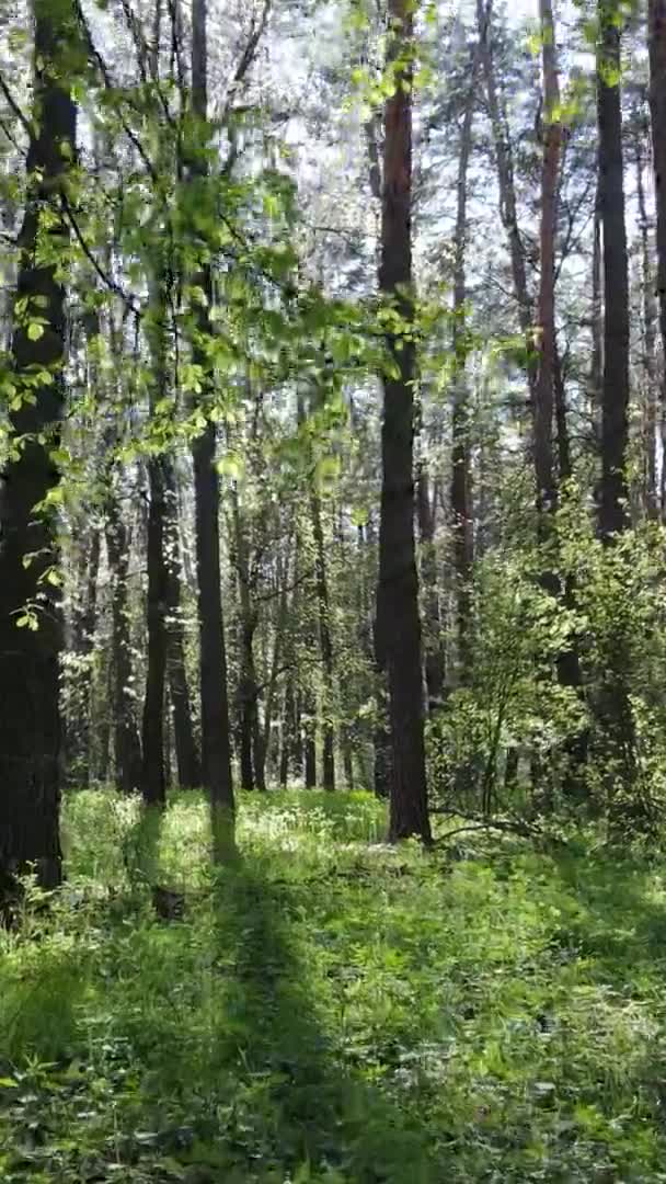 Vertikal video av grön skog under dagen — Stockvideo