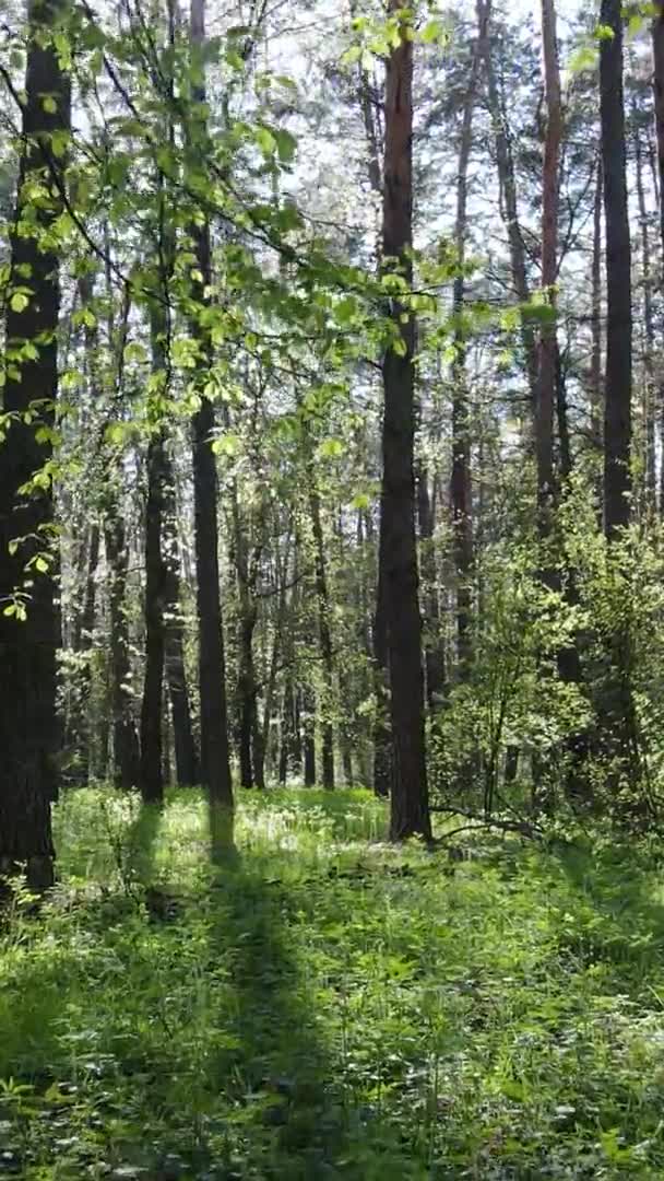 Vidéo verticale de la forêt verte pendant la journée