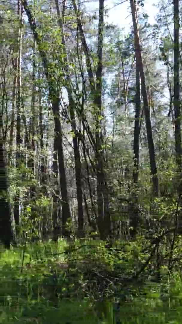 Vídeo vertical del bosque verde durante el día — Vídeo de stock