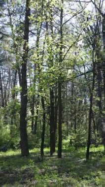 Gündüz boyunca yeşil ormanın dikey videosu