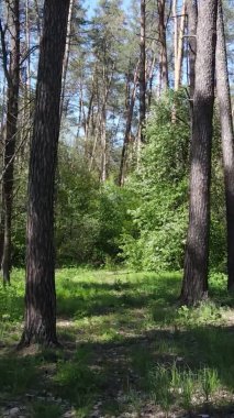 Gündüz boyunca yeşil ormanın dikey videosu