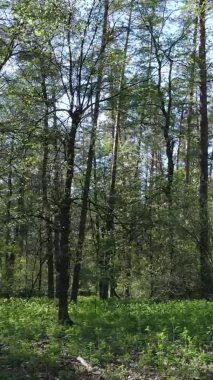 Gündüz boyunca yeşil ormanın dikey videosu