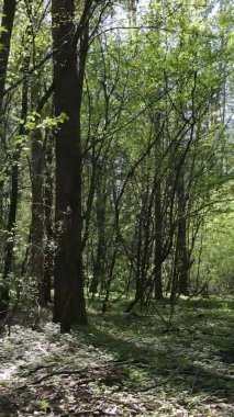 Gündüz boyunca yeşil ormanın dikey videosu