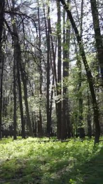 Gündüz boyunca yeşil ormanın dikey videosu