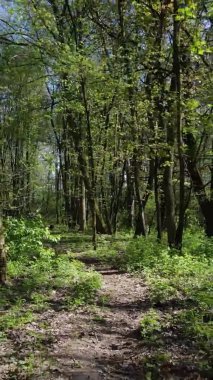 Gündüz boyunca yeşil ormanın dikey videosu