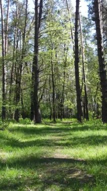 Gündüz boyunca yeşil ormanın dikey videosu