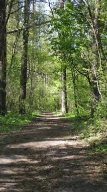 Gündüz boyunca yeşil ormanın dikey videosu