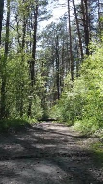 Gündüz boyunca yeşil ormanın dikey videosu