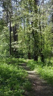 Gündüz boyunca yeşil ormanın dikey videosu