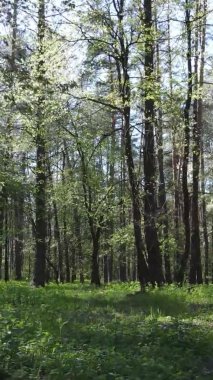 Gündüz boyunca yeşil ormanın dikey videosu