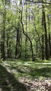 Gündüz boyunca yeşil ormanın dikey videosu