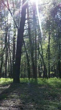 Gündüz boyunca yeşil ormanın dikey videosu