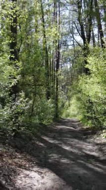 Gündüz boyunca yeşil ormanın dikey videosu