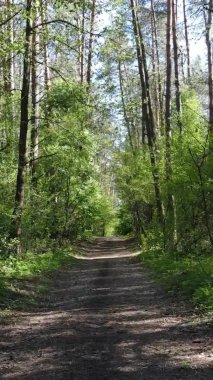 Gündüz boyunca yeşil ormanın dikey videosu