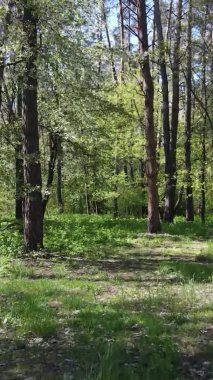 Gündüz boyunca yeşil ormanın dikey videosu