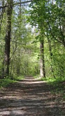 Gündüz boyunca yeşil ormanın dikey videosu