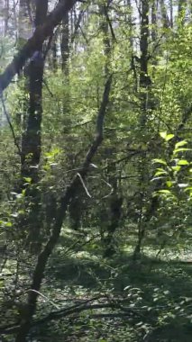 Gündüz boyunca yeşil ormanın dikey videosu
