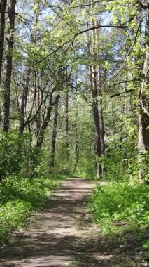 Gündüz boyunca yeşil ormanın dikey videosu