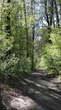 Gündüz boyunca yeşil ormanın dikey videosu