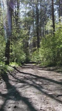 Gündüz boyunca yeşil ormanın dikey videosu