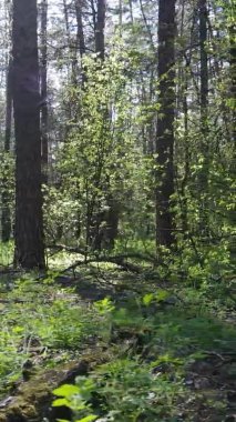 Gündüz boyunca yeşil ormanın dikey videosu