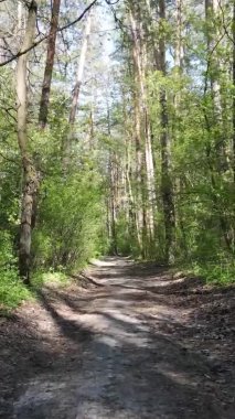 Gündüz boyunca yeşil ormanın dikey videosu