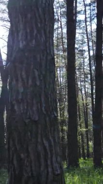 Gündüz boyunca yeşil ormanın dikey videosu