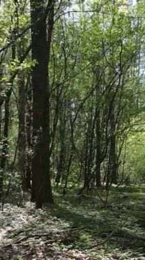 Gündüz boyunca yeşil ormanın dikey videosu