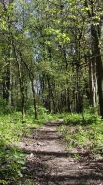 Gündüz boyunca yeşil ormanın dikey videosu