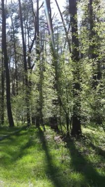 Gündüz boyunca yeşil ormanın dikey videosu