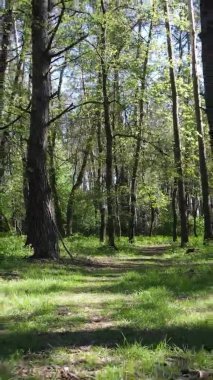 Gündüz boyunca yeşil ormanın dikey videosu