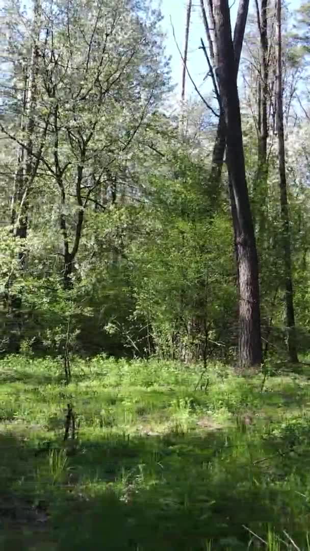 Κάθετη βίντεο του πράσινου δάσους κατά τη διάρκεια της ημέρας — Αρχείο Βίντεο