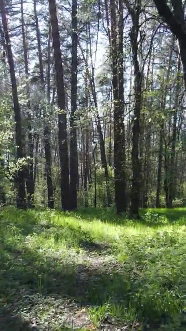 Vídeo vertical de floresta verde durante o dia — Vídeo de Stock